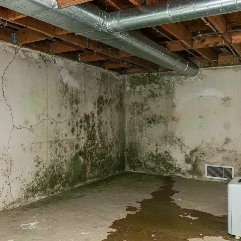 Professional Mold Removal in Pirtleville, AZ